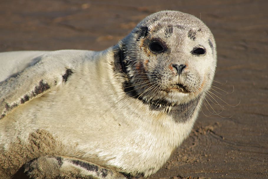 seal, gray seal, crawling, animals, sea animals, halichoerus grypus, beach, sand, ocean, sea