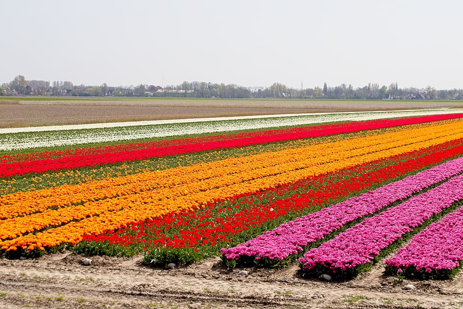 bulbos, campos de bulbos, tulipanes, colores, bulbo, tulipán, países bajos, holanda, primavera, campos de tulipanes