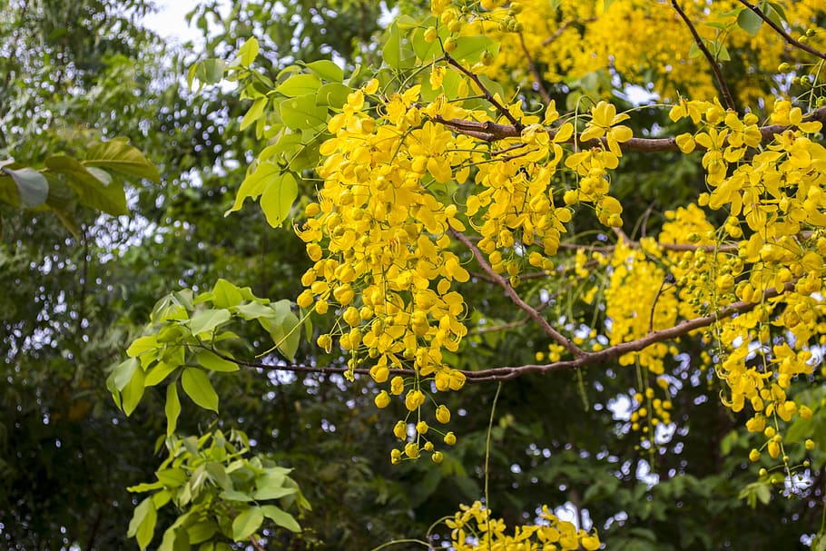 cassia fistula, golden shower tree, official flower kerala, india, yellow, plant, growth, beauty in nature, flowering plant, flower
