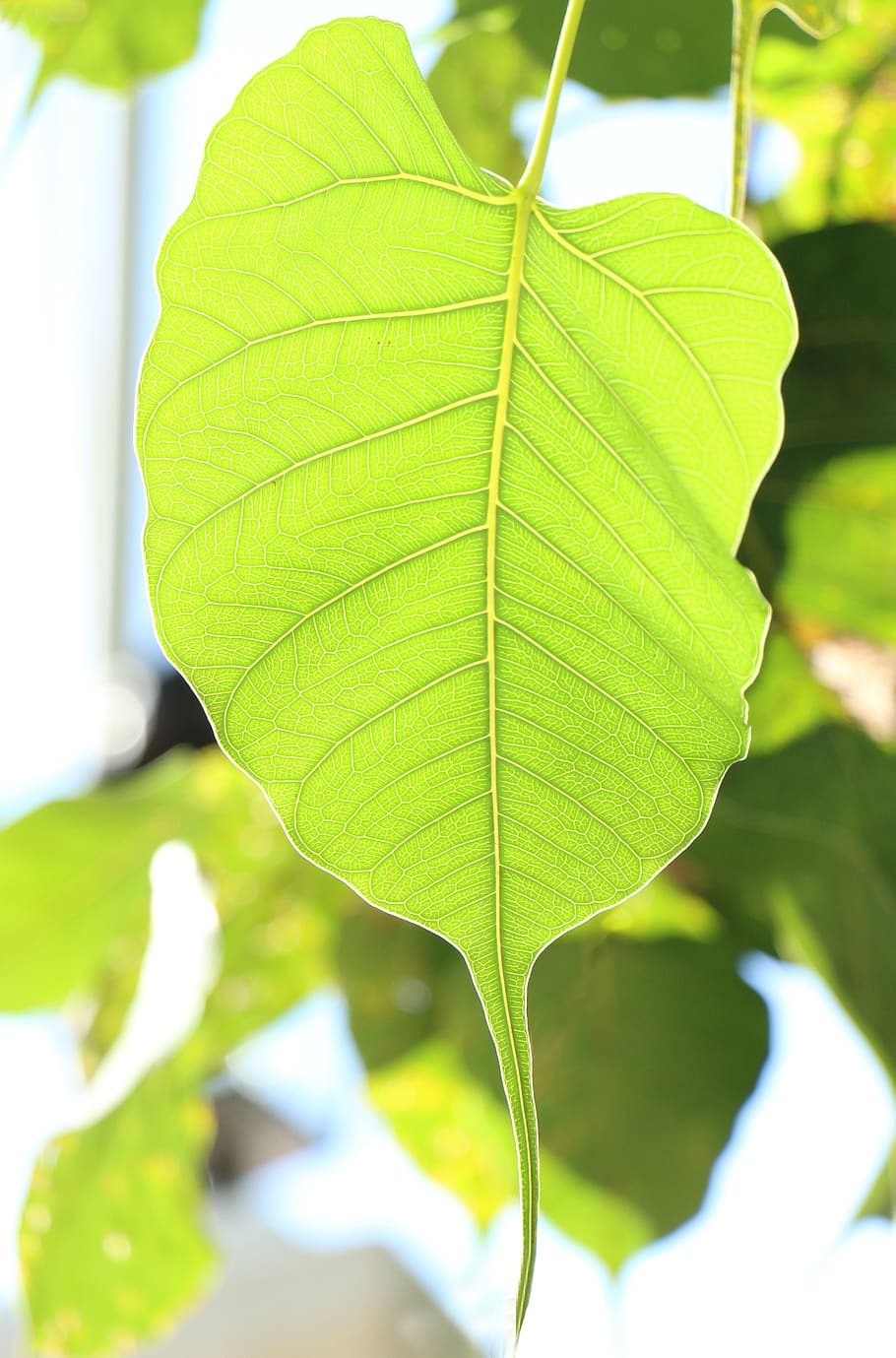 leaf, bodhi, nature, buddha, environment, tree, green, single, plant, dhamma