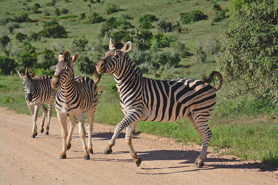 kuda zebra, Melompat, senang, Afrika Selatan, Afrika, alam, garis-garis, hewan, safari, perjalanan
