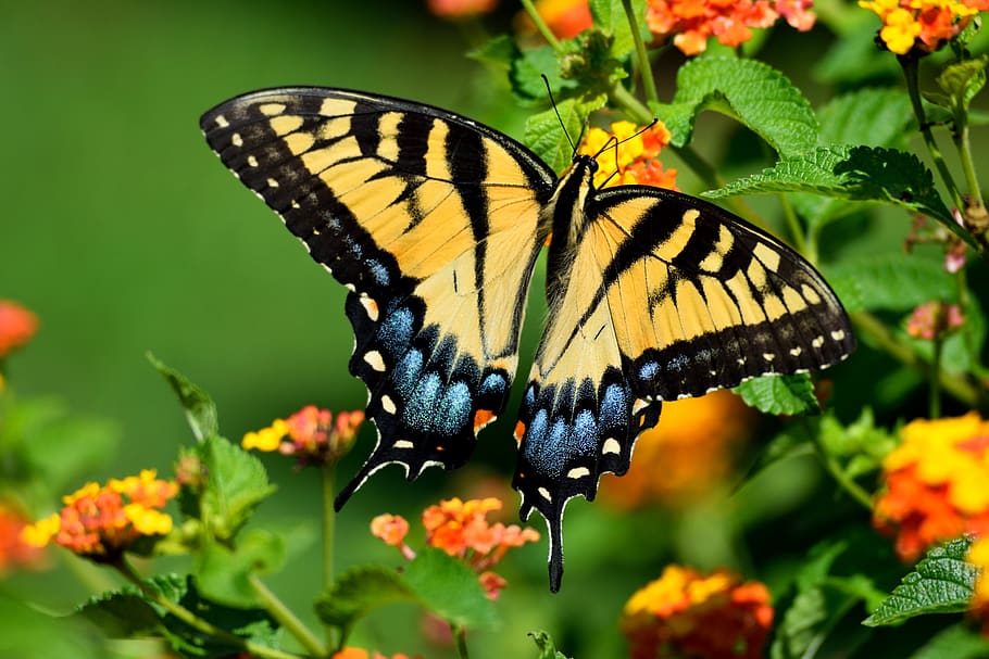 tiger swallowtail butterfly, butterfly, insect, vibrant, colorful, nature, yellow, flower, swallowtail, wildlife