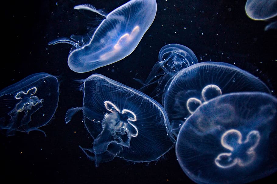 medusa, aquarium, relax, nature, dark, inner peace, 4k wallpaper, wallpaper, sea, group of animals
