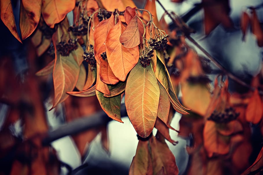 folhas, folhagem, filial, árvore, murcha, seca, outono, cores de outono, natureza, folha