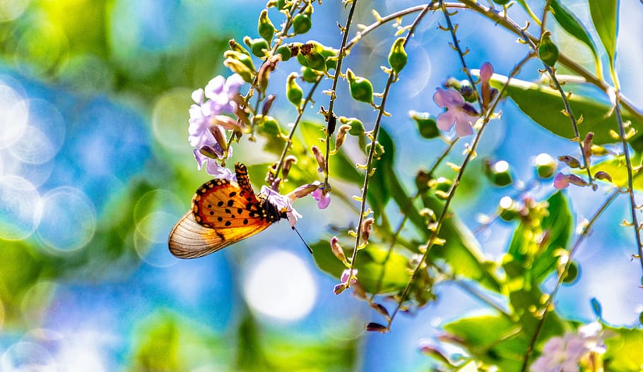 butterfly, tree, flowers, orange, pink, blue, green, sky, nature, insect