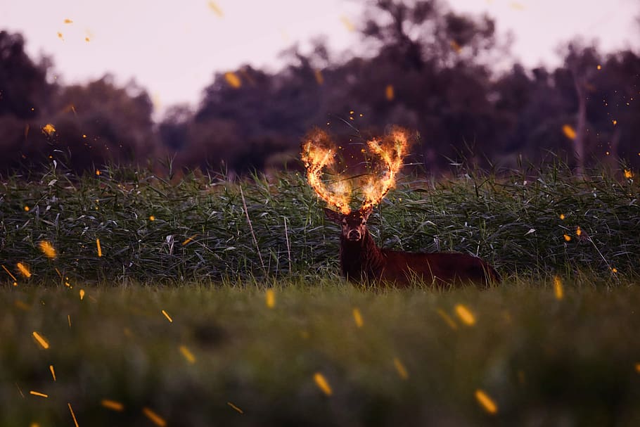 hart, fallow, nature, digital, closeup, fire, the flame, effects, magic, smoke