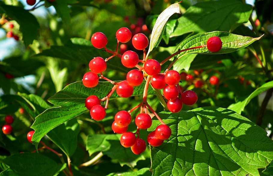 viburnum, fruit, red, foliage, nature, plant, garden, mature, closeup, summer