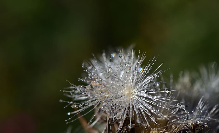 flying seeds, thistle seed, slightly, thistle, plant, nature, seeds was, faded, close up, multiplication