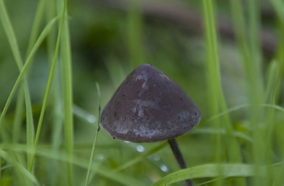 mushroom, alone, plant, dry, wild, growth, green color, nature, grass, close-up