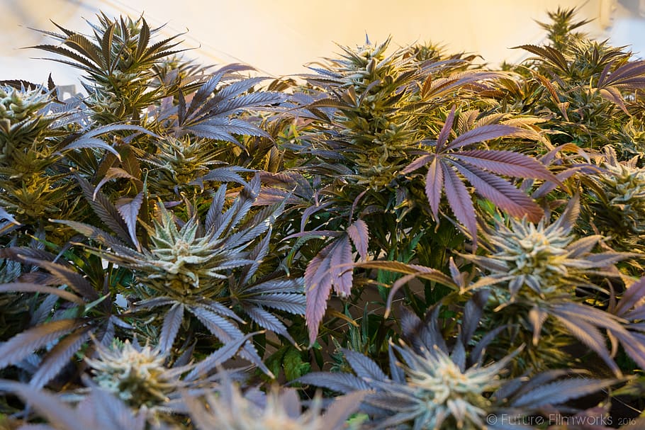 marijuana, cannabis, marihuana, weed, ganja, medicine, natural, pot, grass, legalize