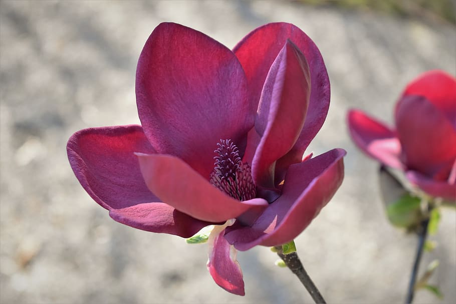 magnolia, bloom, cerrar, primavera, naturaleza, flor de magnolia, planta, jardín, flores, pétalo