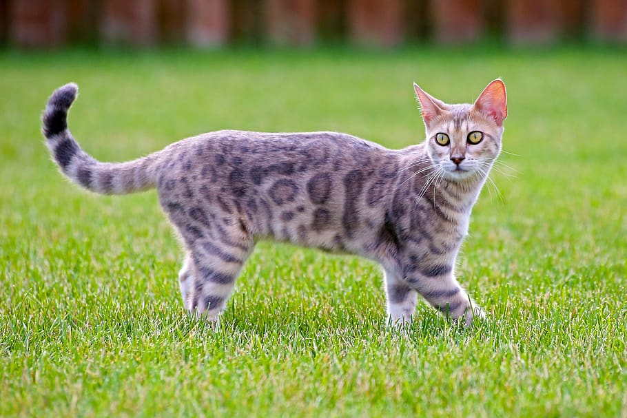 cat-looking-kitty-blue-bengal.jpg