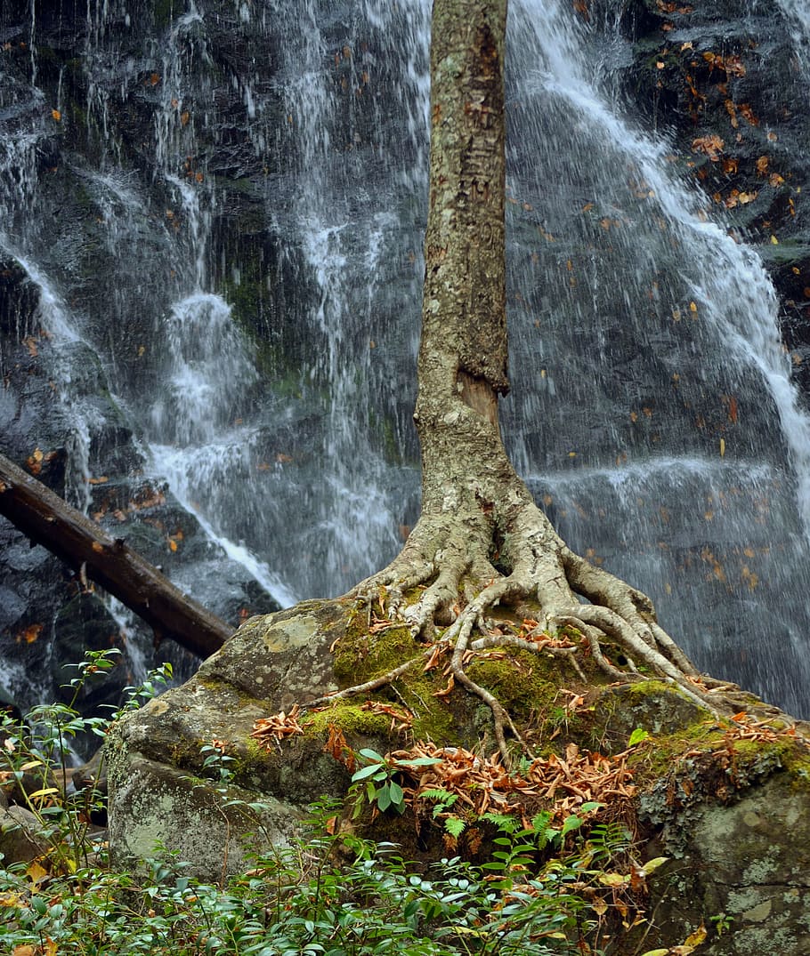 tree, background waterfall, mountains, waterfall, tree with background waterfall, mountain scenery, roots, forest, stream, plant