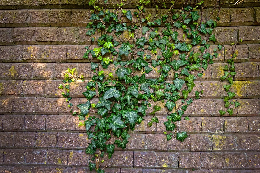 brick wall, wall, ivy, climber, creeper, vine, ivy grown wall, wall texture, ivy texture, brickwork