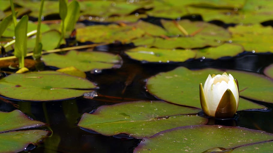 white, water lily flower bud, open, top, pad., water lily, water lily flower, pond lily, lily pads, water lily plant