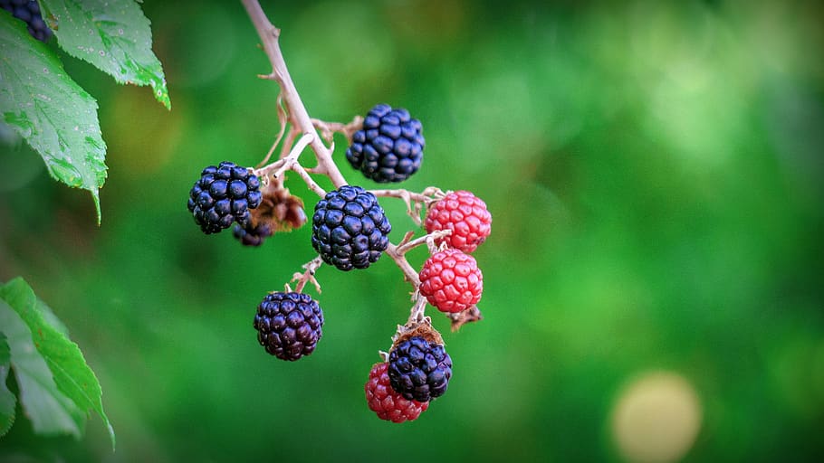 blackberries, berries, fruit, healthy, fresh, food, delicious, vitamins, sweet, mature