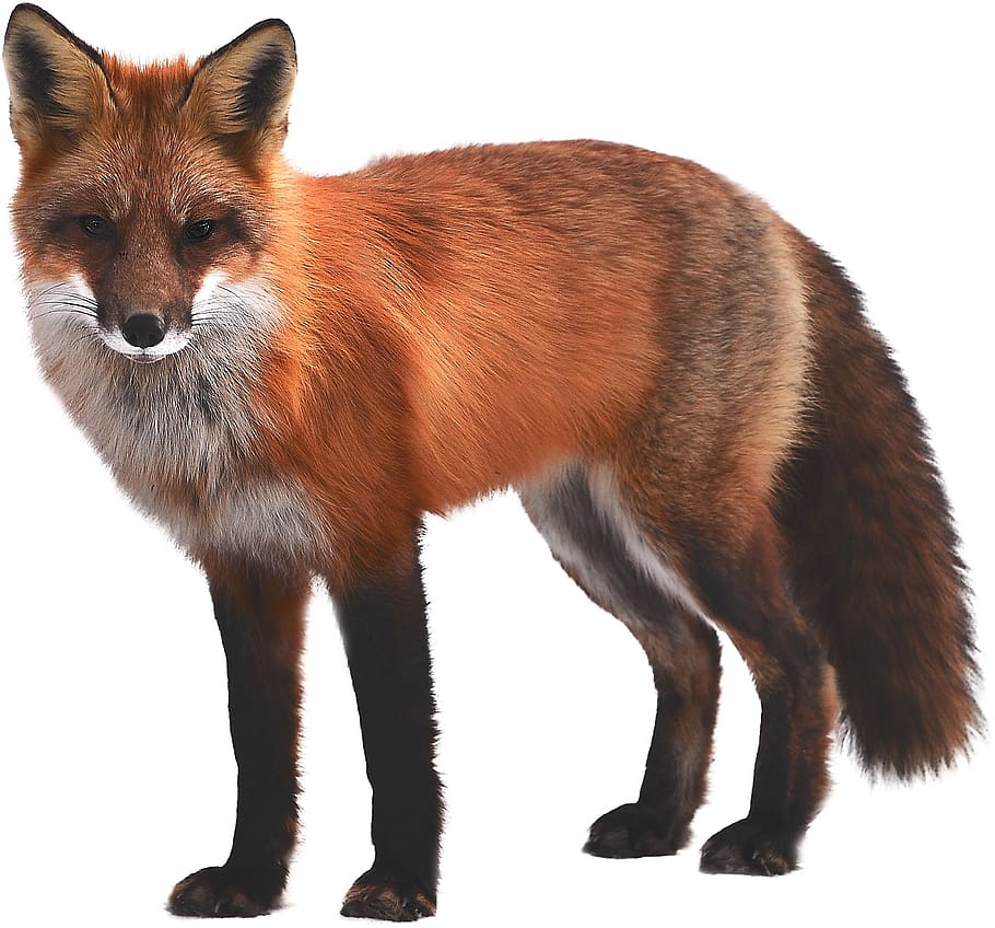 fox, mammal, wildlife, nature, animal, wild, fur, brown, furry, creature