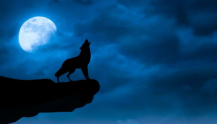 foto ilustrasi, serigala, melolong, tebing batu, langit malam, langit., cahaya bulan, hewan, hitam, biru