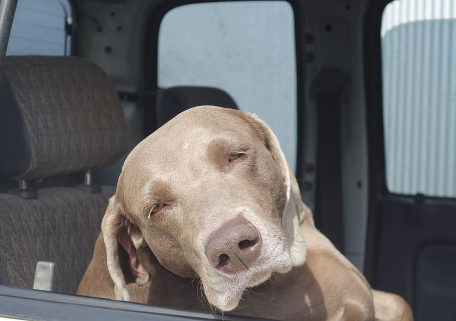 rhodesian ridgeback, sitting, car, window, waiting, owner, dog, rhodesian, ridgeback, grey