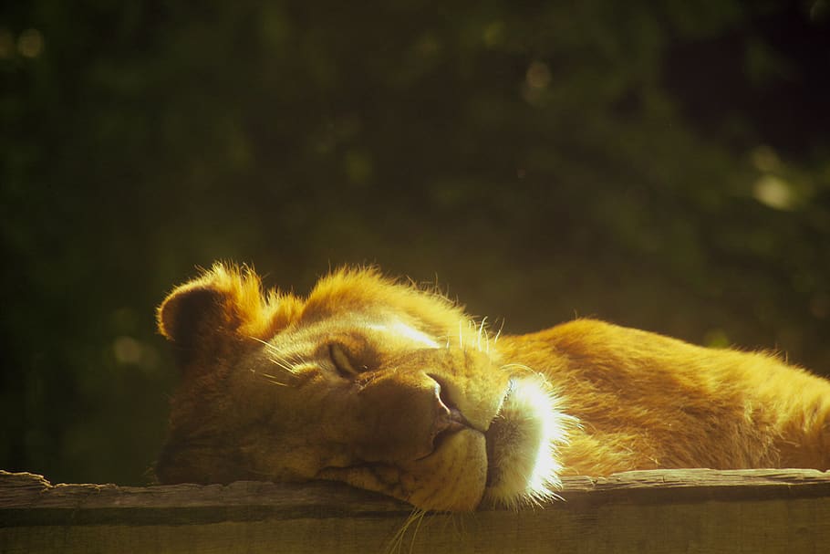 león, durmiendo, acostado, depredador, naturaleza, gato grande, melena de león, siesta, macho, descanso
