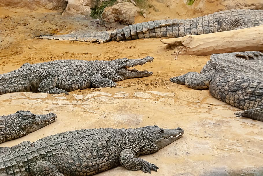 crocodile, reptile, tortie, lizard, nature, animals, hangover, animal themes, animal, animal wildlife