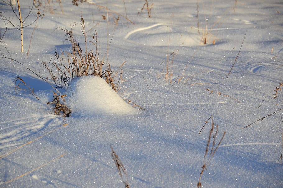 winter, snow, field, nature, footprints in the snow, snowdrifts, cold, the mouse trails, hare, cold temperature