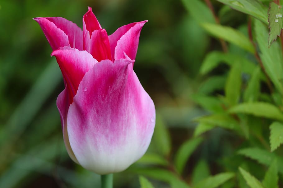 tulip, pink, white, tulpenbluete, closed, petals, tulipa, flower, mother's day, schnittblume