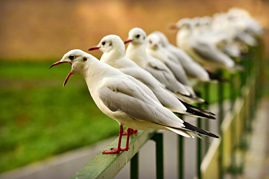 seagull, sea bird, beak, open, plumage, standing, row, bridge rail, bird, animal themes