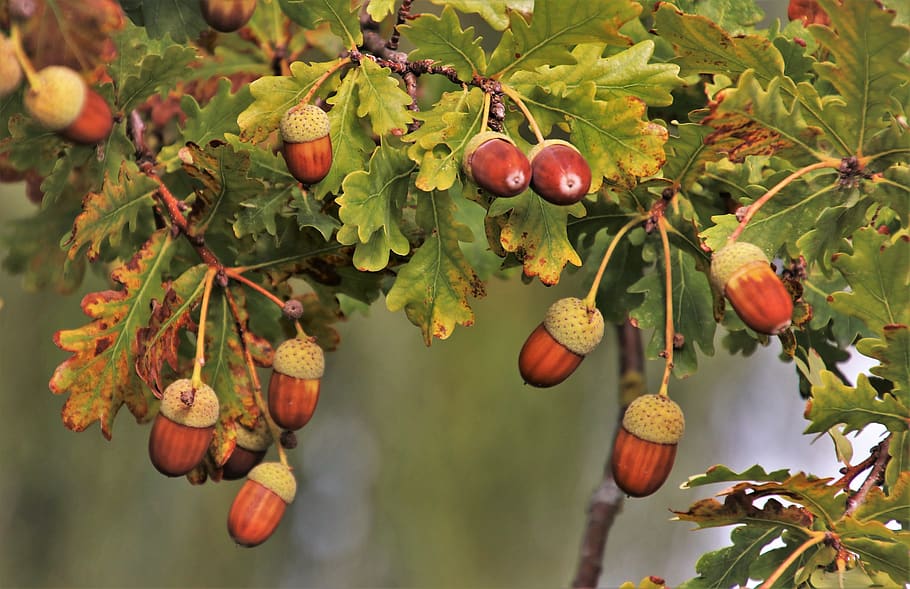 branch, acorns, in the fall, brown, acorn, oak, tree, forest, figure, trees