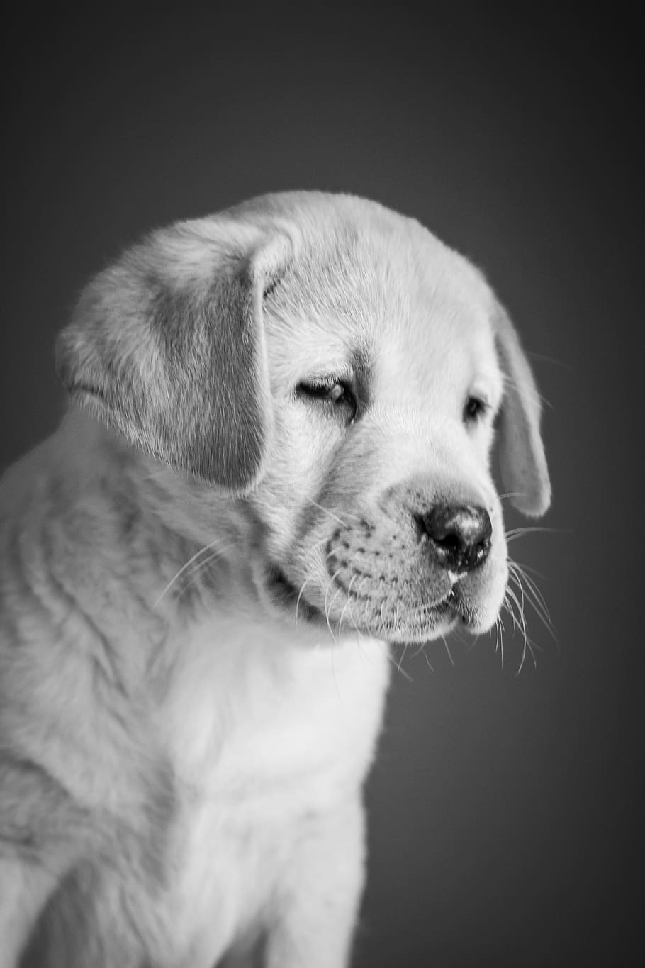 cachorro, labrador, retriever, branco, amarelo, bonitinho, fundo, laboratório, jovem, cão