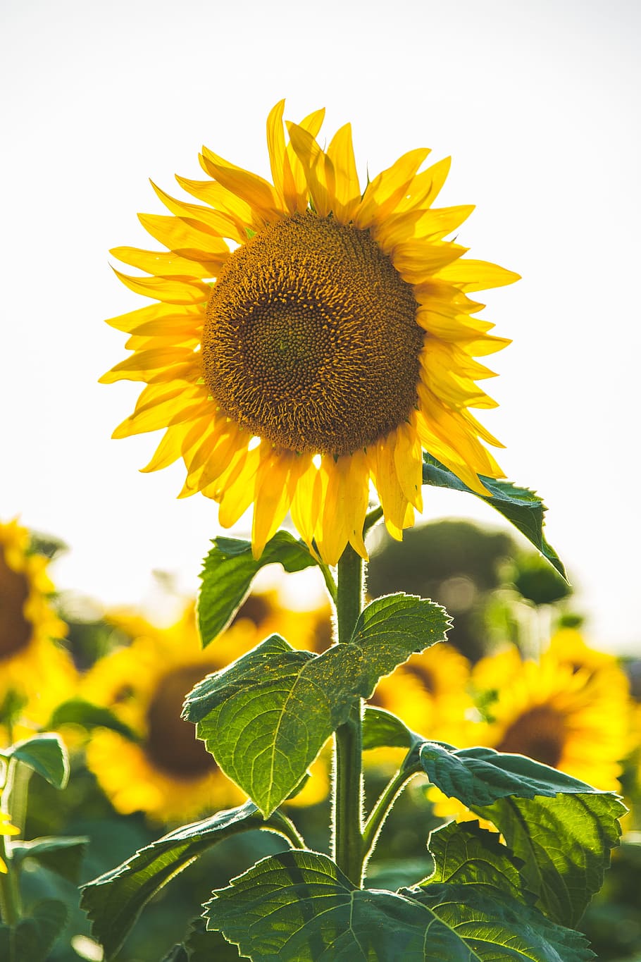 bunga matahari, kuning, daun bunga, bidang, pertanian, taman, alam, tanaman, langit, tanaman berbunga