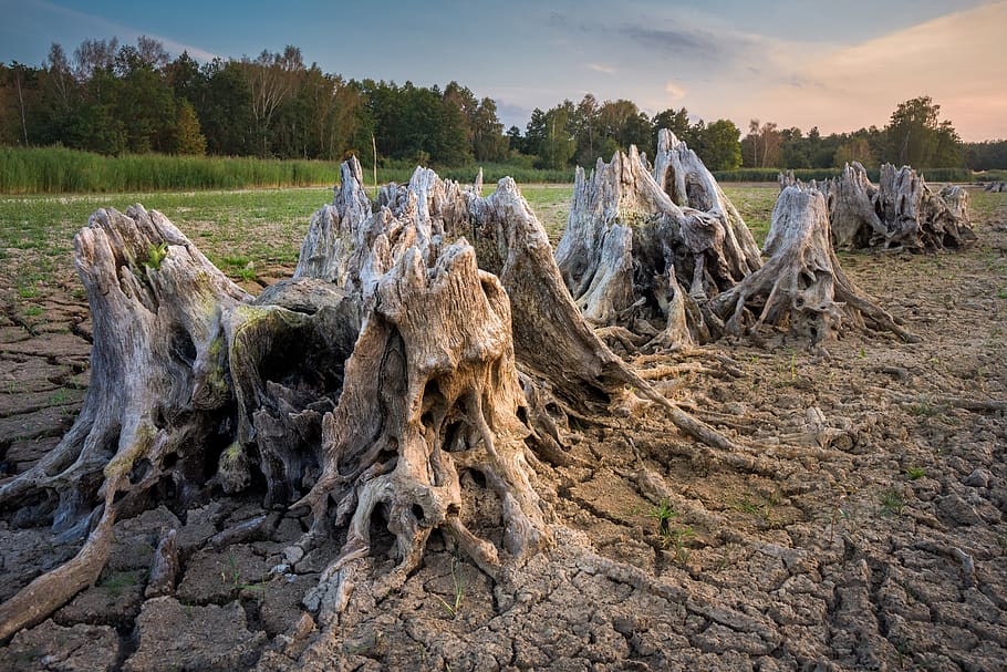root, tree stump, dehydrated, lake, drought, old, weathered, tree, plant, land