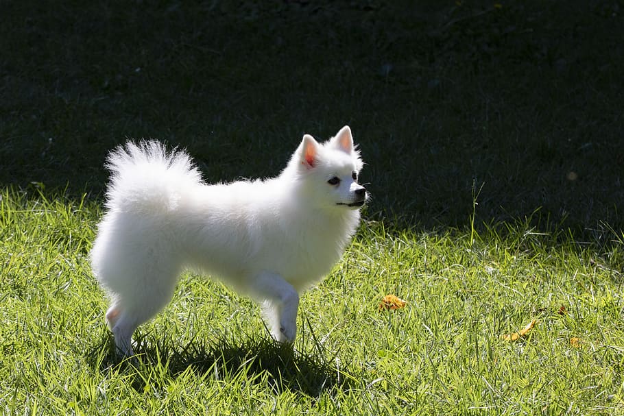 perro de Pomerania, mascotas, perro, compañero canino, perros de compañía, parque, consenso, mirada, lindo, caminar