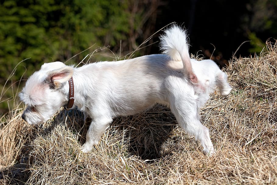 dog, white, small, mark, male, males, maltese-havanese, hybrid, spring, spout