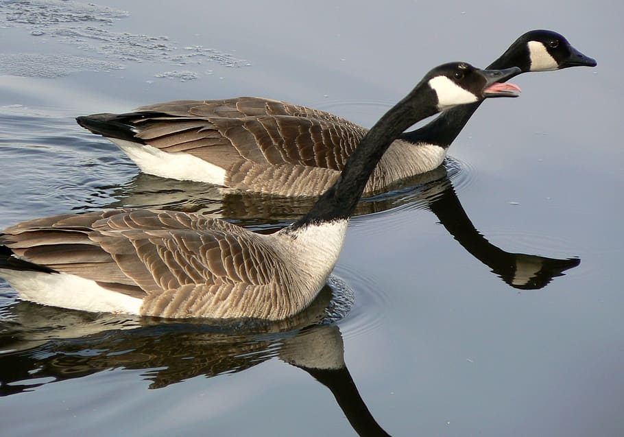 canadian, geese, goose, bird, swimming, lake, river, nature, animal, animal wildlife