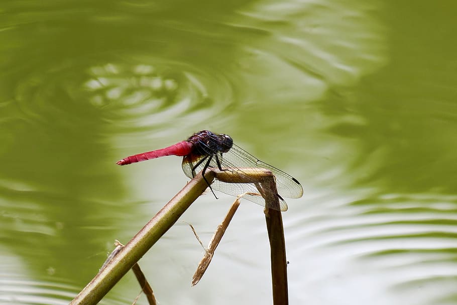 dragonfly, quentin chong, red dragonfly, natural, green, summer, animals in the wild, animal wildlife, one animal, animal