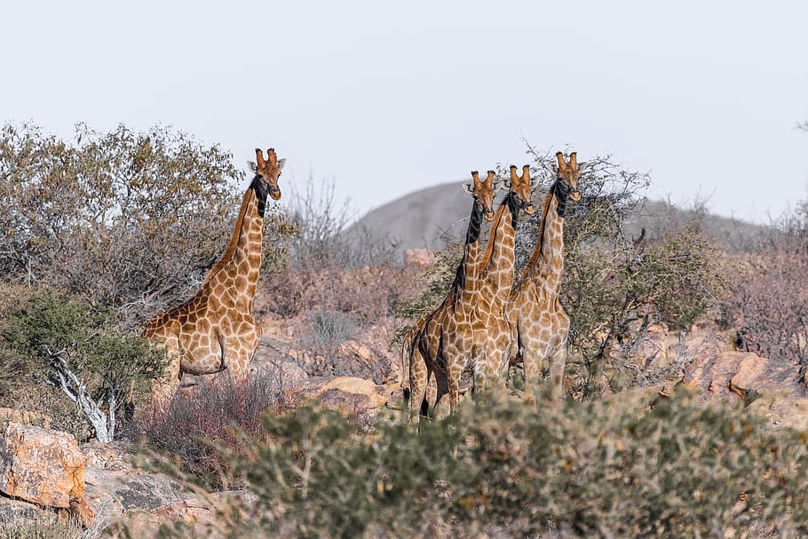 girafa, namíbia, áfrica, natureza, mamífero, paisagem, deserto, deserto de namib, selvagem, safari