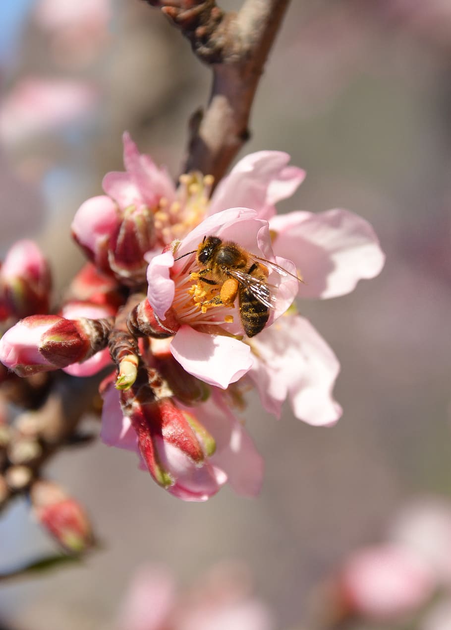blossom, tree, pink, flowers, branch, nature, color, bee, honeybee, almond