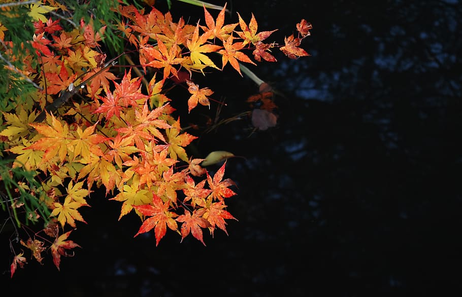 autumn, maple, autumnal leaves, kaede, contrast, background, background black, natural, japan, beautiful