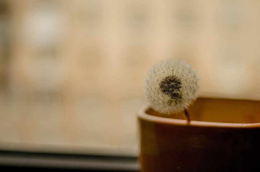 dandelion, flower, plant, nature, close-up, focus on foreground, flowering plant, freshness, potted plant, indoors
