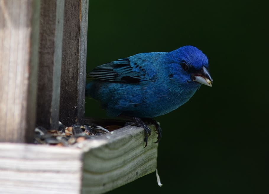 pássaro, estamenha, índigo, azul, preto, bico, alimentador de pássaros, semente, alimentação, ornitologia