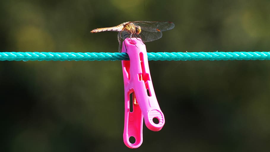 red dragonfly, home introduction, the red line, the behind, outdoors, korea, gangneung, this type, pink color, focus on foreground