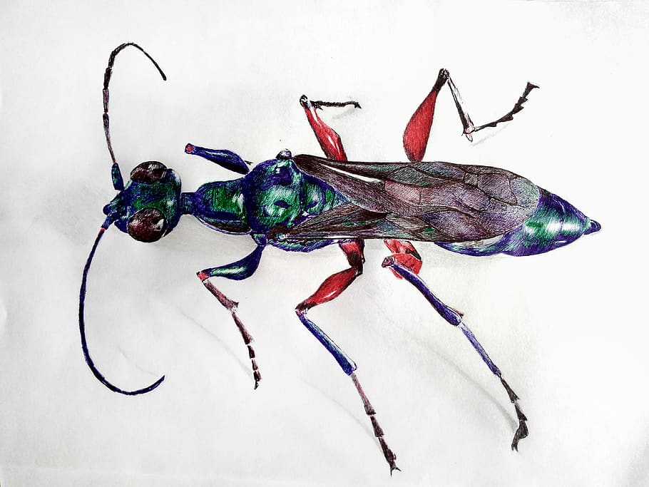 esmeralda barata vespa, esferográfica, arte esferográfica, esboço, jóia vespa, papel de parede, esboço de caneta, verde, inseto, vespa