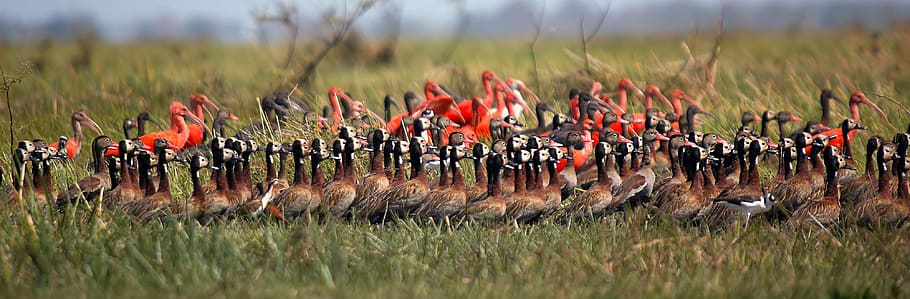 whistling ducks widowers, ibis red, ibis white, birds, nature, animal, llanos, colorful, marsh, venezuela