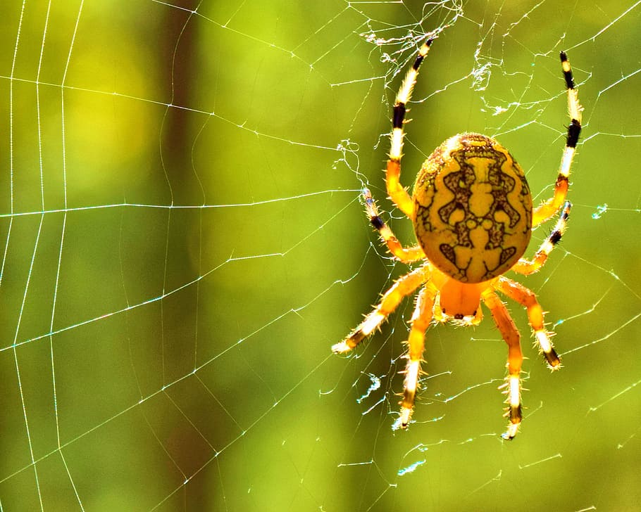 spider, web, yeallow, insect, nature, arachnid, Orb Weaving, animal themes, animal, animal wildlife