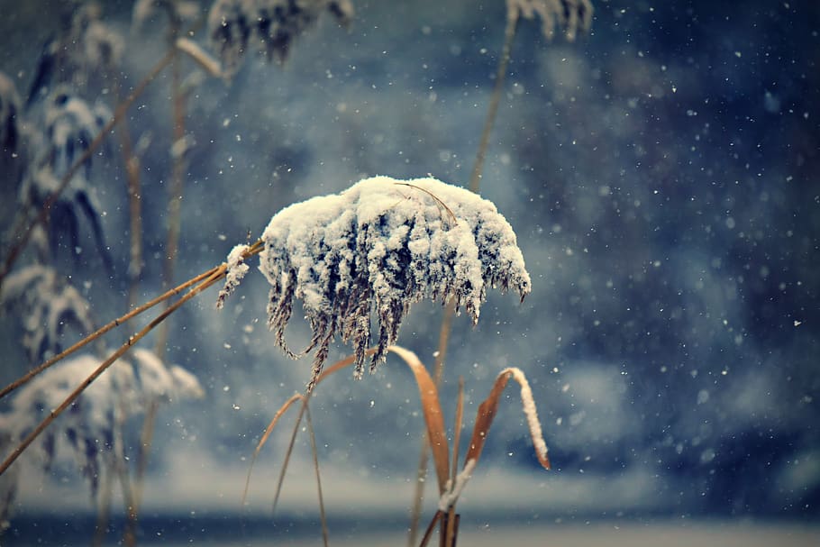 plume, phragmite, plant, hoarfrost, wintry, winter, cold, zing, cold temperature, snow