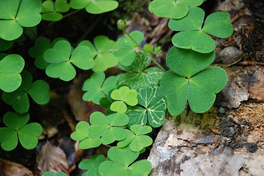 klee, white clover, holy, luck, leaf, plant, season, nature, new year's eve, green