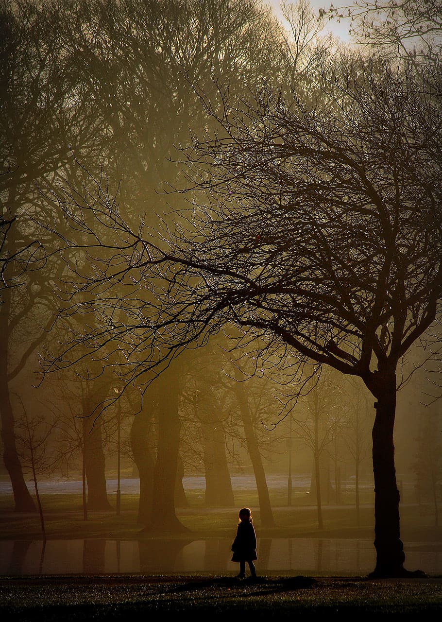 nature, park, trees, fog, haze, yellow, branches, sunlight, silhouette, people