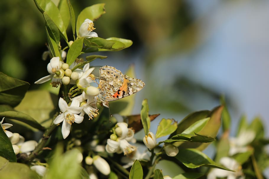 butterfly, insect, nature, vanessa, lady migration, orchard, flowers, animal themes, animals in the wild, animal wildlife