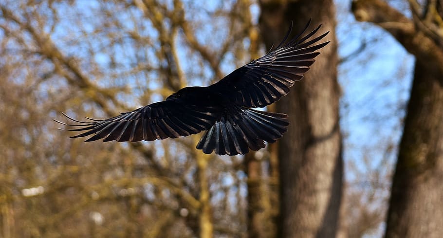 common raven, raven, winter, cold, raven bird, crow, animal, nature, feather, black